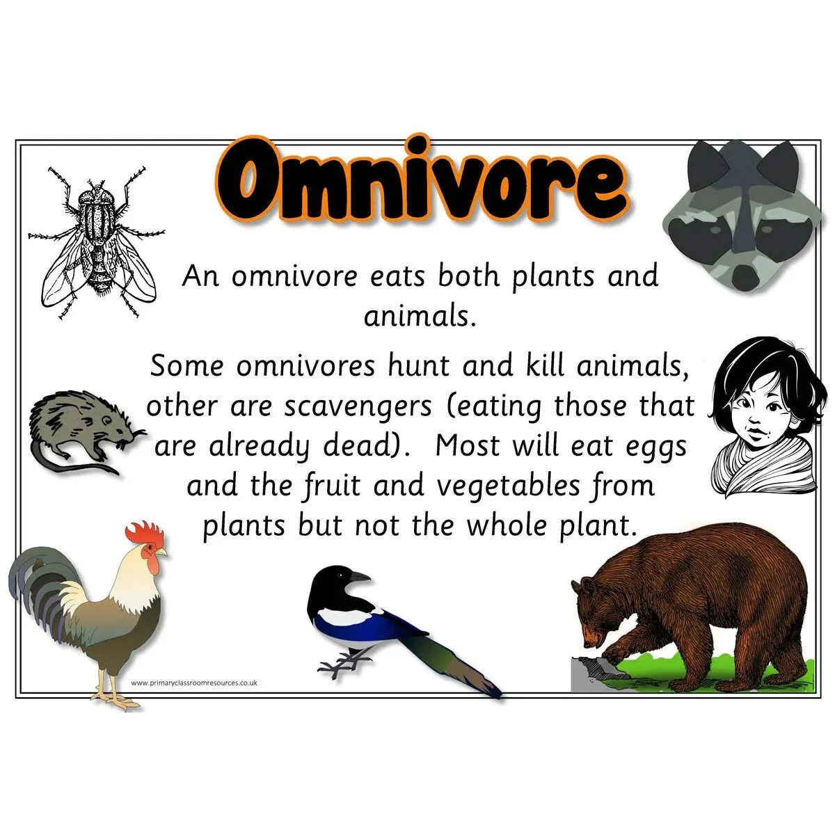 Carnivore перевод. Herbivore Carnivore Omnivore. Omnivore картинки. Herbivore Carnivore Omnivore Worksheet. Herbivores Carnivores and Omnivores.