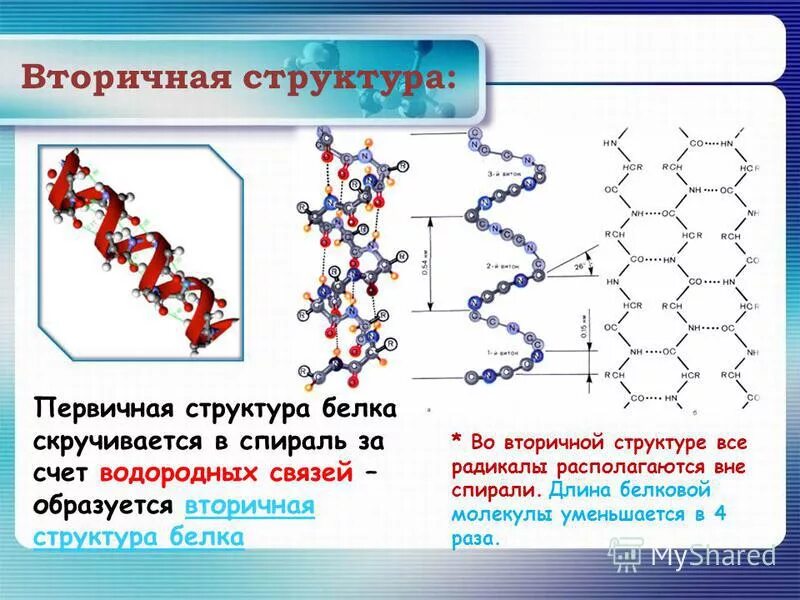 образует белки в клетке. белки в организме человека. белок человеческого организма. где образуется белок. структура белка в организме человека.