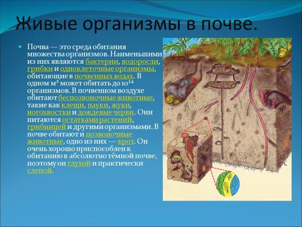 Конспект урока почвенная среда. Живые организмы в почве. Живые организмы в почвенной среде. Организмы в gjxtyyjq среде. Живые организмы обитающие в почве.