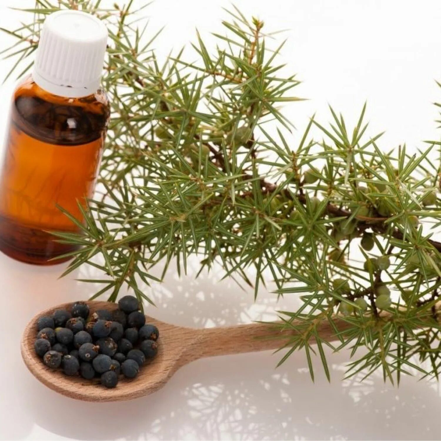 Эфирное масло можжевельника. Можжевельник обыкновенный лечебный. Можжевельник запах. Можжевельник запах. Можжевельник запах.