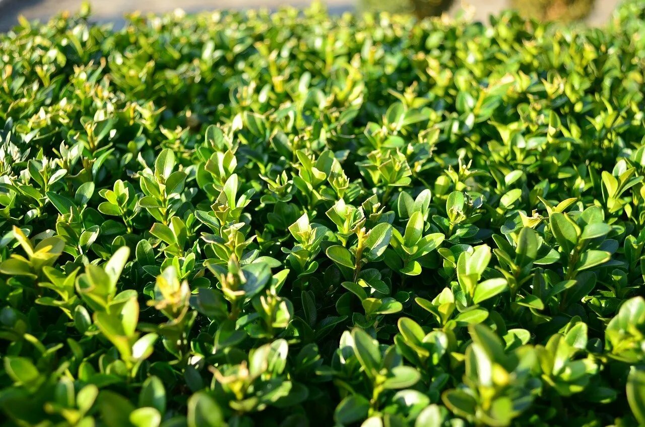 Семейство вечнозеленых. Самшит Буксус. Buxus sempervirens самшит. Самшит вечнозеленый бордюрный. Самшит Буксус вечнозеленый.