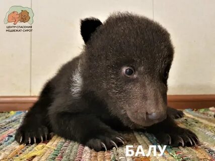 Центр медвежонок