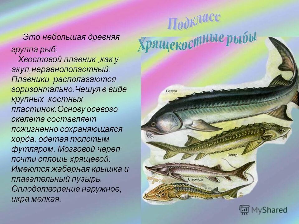 Подкласс костно хрящевые рыбы. Строение скелета осетровых рыб. Класс костные рыбы отряд осетрообразные. Характеристика отряда осетрообразные. Внешнее строение осетрообразных рыб.