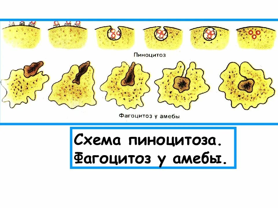 Фагоцитозный пузырек. Схема фагоцитоза и пиноцитоза. Фагоцитоз амебы схема. Пиноцитоз амебы. Фагоцитоз и пиноцитоз.