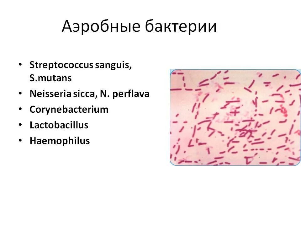 Аэробы и анаэробы микроорганизмы. Типы бактерий аэробных. Анаэробы, анаэробы, аэробы. Анаэробные бактерии. Этапы анаэробных организмов