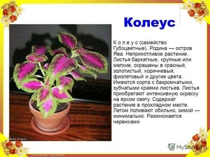 Цветок колеус приметы