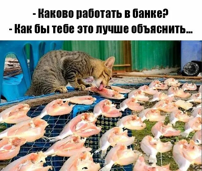 Хотим быть рыбками. Кот и много рыбы. Кот и куча рыбы. Рыбный день юмор. Рыба юмор.
