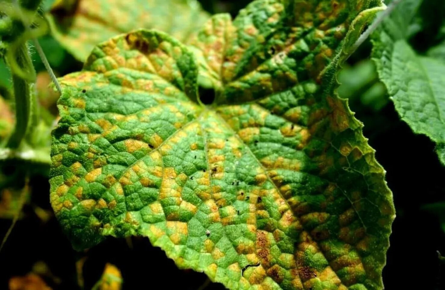 Обыкновенная огуречная мозаика (cucumber Mosaic virus).. Огуречная мозаика шпината. Огурцы мраморная пятнистость. Болезни огурцов огуречная мозаика. Края листьев огурцов желтеет что делать