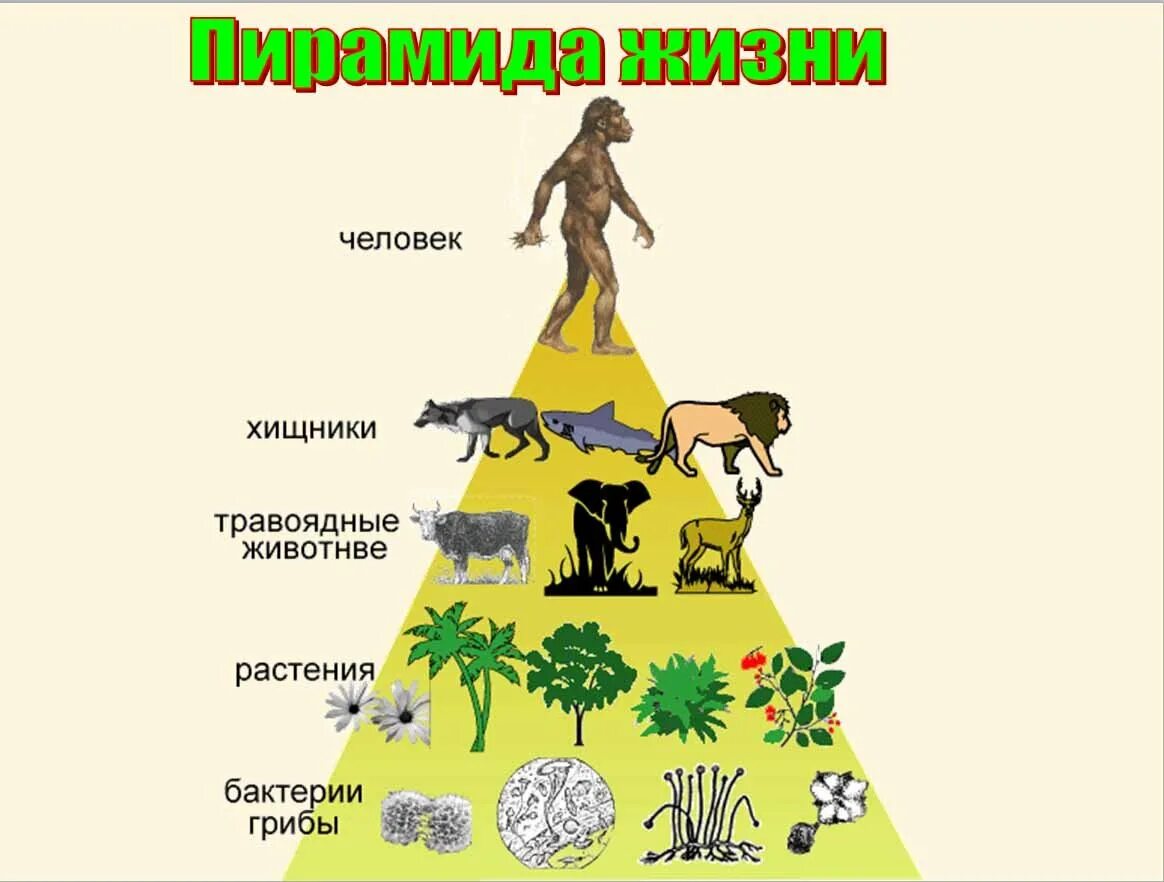 Пищевая пирамида в природе. Люди хищники и травоядные. Пищевая пирамида животных. Человек на вершине пищевой цепи.