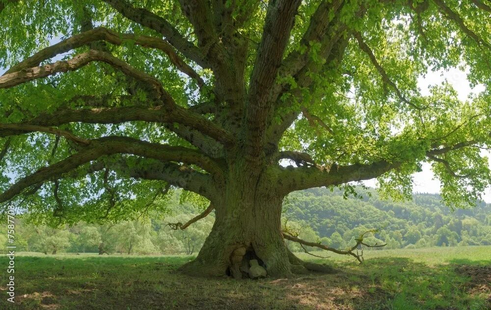 Baum und