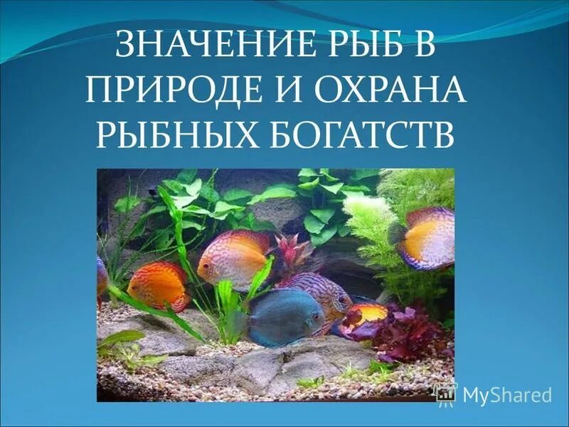 Охрана рыб. Охрана рыб в природе. Охрана рыб в природе презентация. Презентация на тему об охране рыб. Значение рыб в природе сообщение