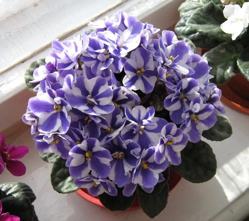 Цветы фиалки сорта. Фиалка African Violet. Африкан Виолет-сенполия. Сорт фиалки Африкан Виолет. Фиалка Saintpaulia.