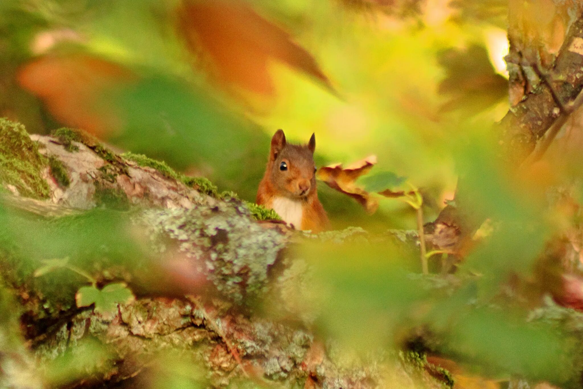 белка на ветке. животные. белка арты. белка. белочка.