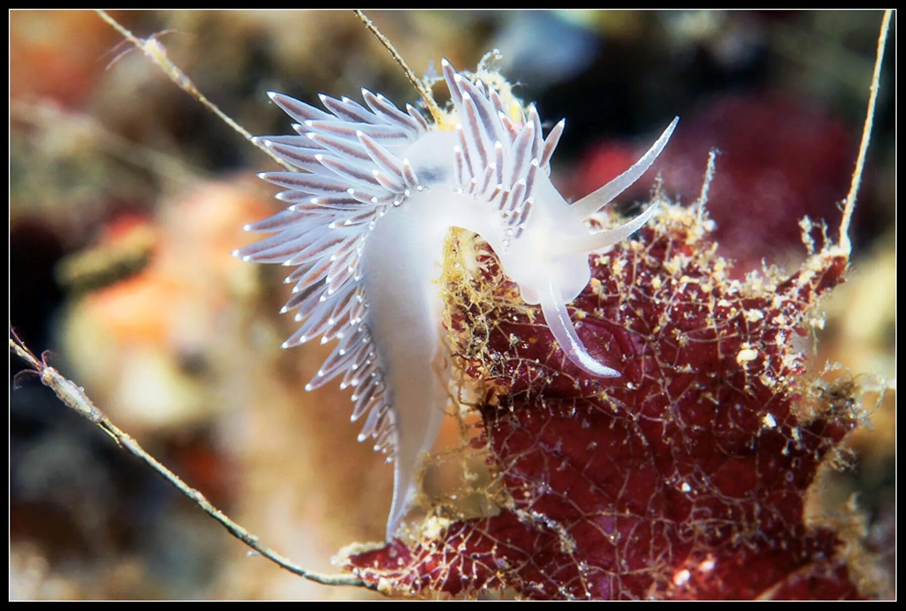 Голожаберные моллюски белого моря. Голожаберный моллюск корифелла. Coryphella verrucosa. Северный Ледовитый океан подводный мир.