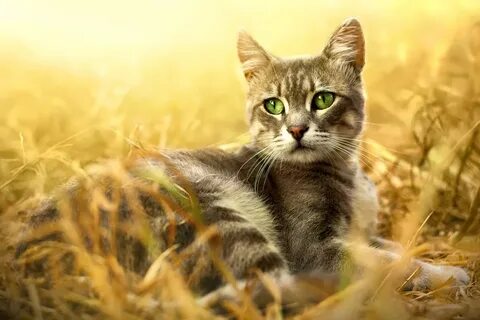 Природа кошек