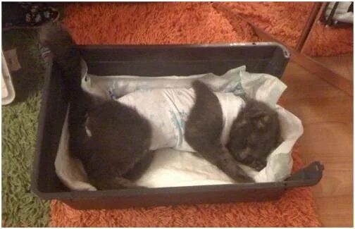 Коты после наркоза кастрации. Кот отходит от наркоза после кастрации. Кошка после стерилизации. Кот отходит после кастрации. Сколько по времени отходит кот после кастрации.