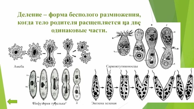 Бесполое размножение растений деление. Бесполое размножение 5 класс биология. Рисунок биология бесполое размножение. Инфузория туфелька бесполое размножение.