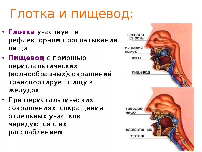 Пищевод и дыхательные пути. Ротовая полость глотка пищевод.