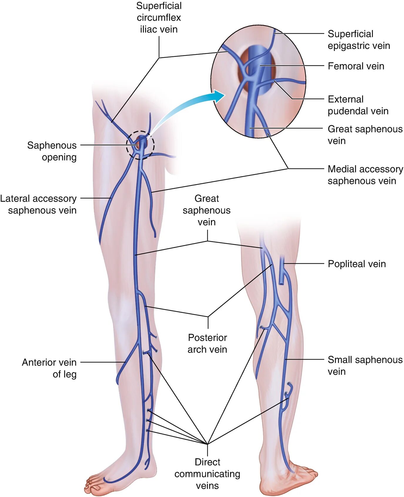 Глубокие вены нижних конечностей анатомия схема. Большая подкожная Вена нижней конечности анатомия. Венозная система нижних конечностей схема. Анатомия венозной системы ног.