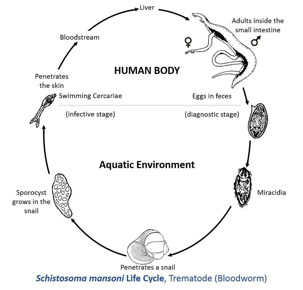 Схему цикла развития шистосом. Schistosoma mansoni жизненный цикл. Цикл развития кровяного сосальщика. Схема жизненного цикла Schistosoma haematobium.