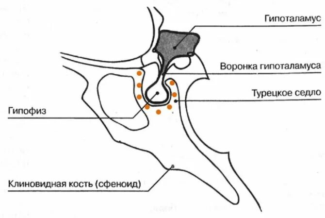 Гипофиз в турецком седле. Турецкое седло кость анатомия. Основание черепа турецкое седло. Турецкое седло, sella turcica. Гипофиз в турецком седле.