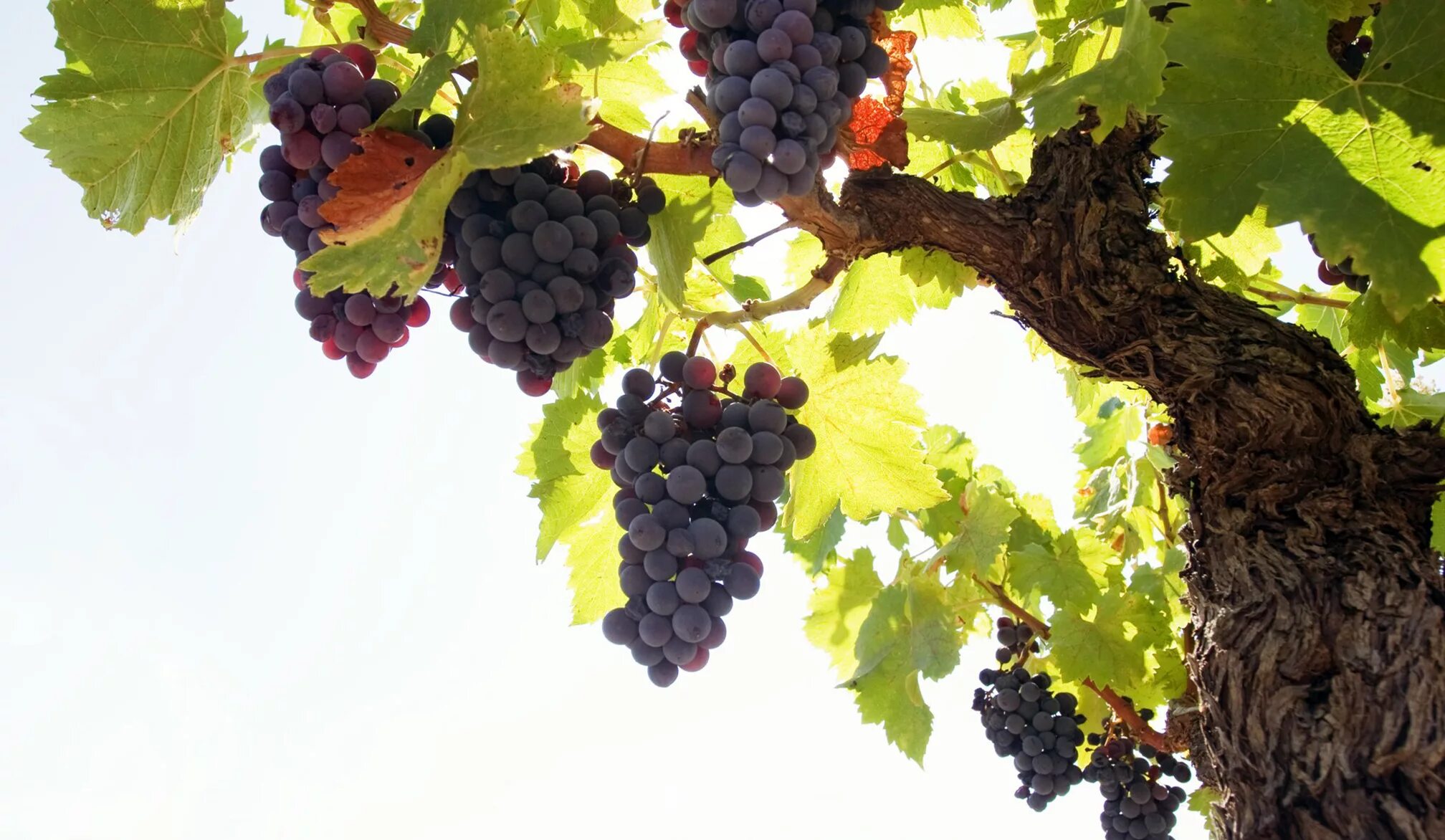 Grape vine