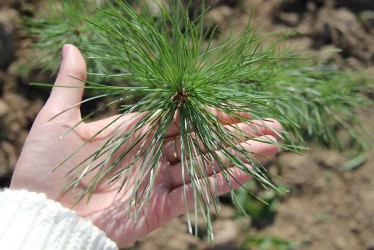 Кедр в подмосковье. Сеянцы кедра. трехлетний сеянец кедр корейский. сосна кедровая саженцы. сеянцы кедра сибирского.