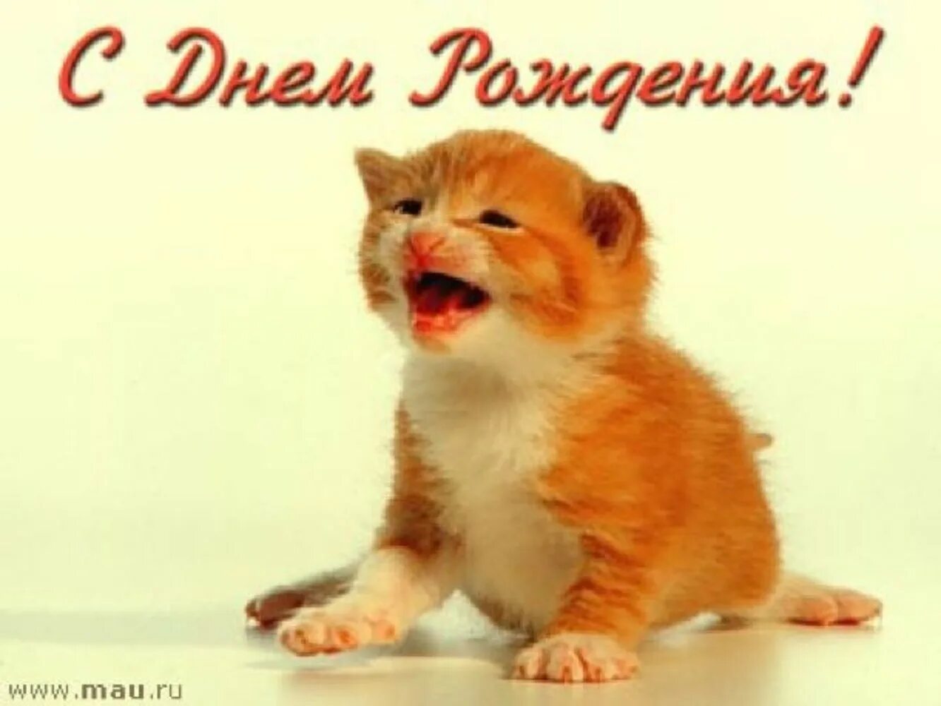 Зовущее мяуканье зовущие котят. Котенок плачет. рыжий кот. рыжий котенок кричит. котята зовут маму.
