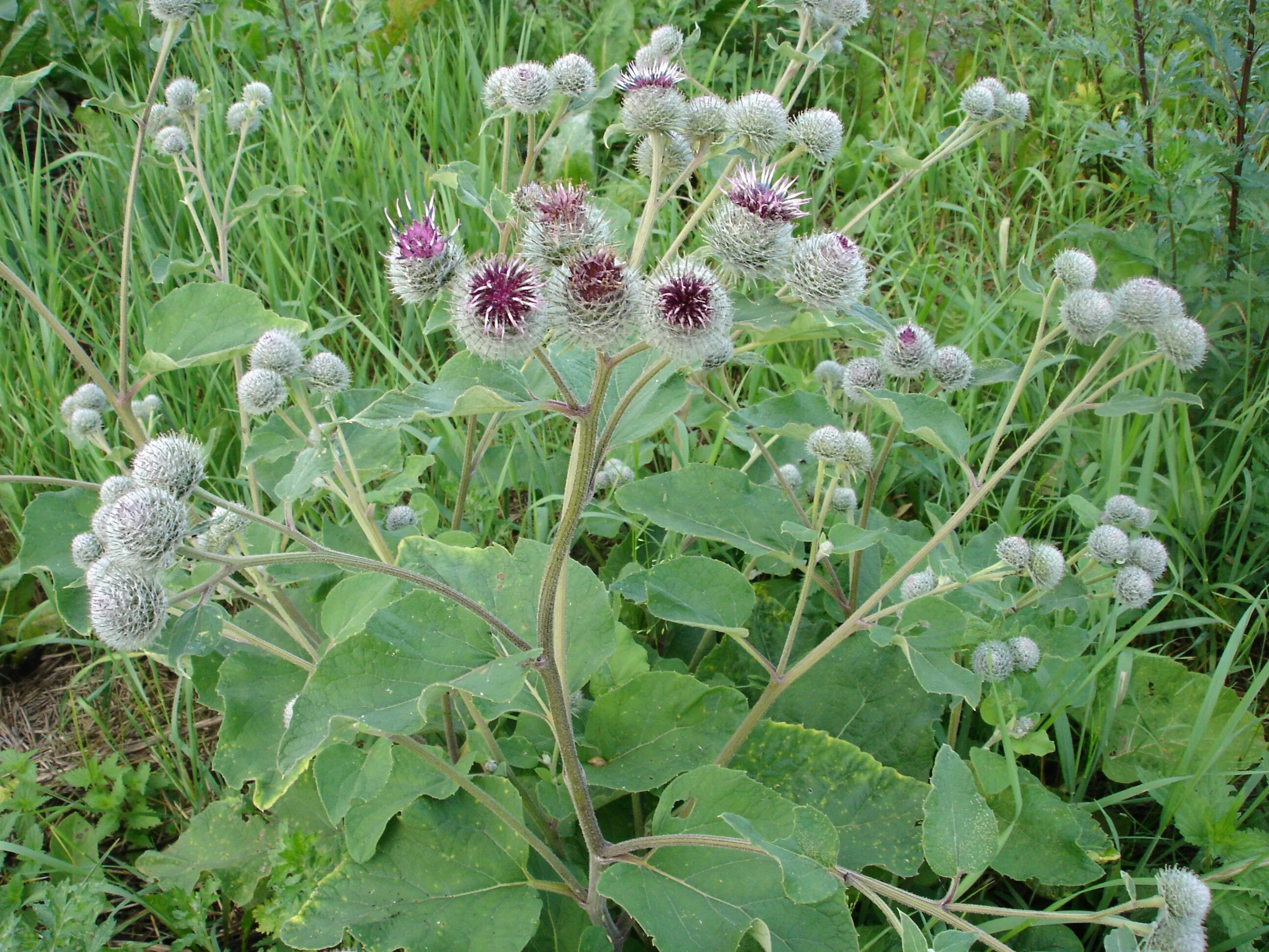 Потенциальное растение. Репей лопух. Лопух паутинистый (Arctium tomentosum). Репейник и репей. Лопух Arctium Lappa.