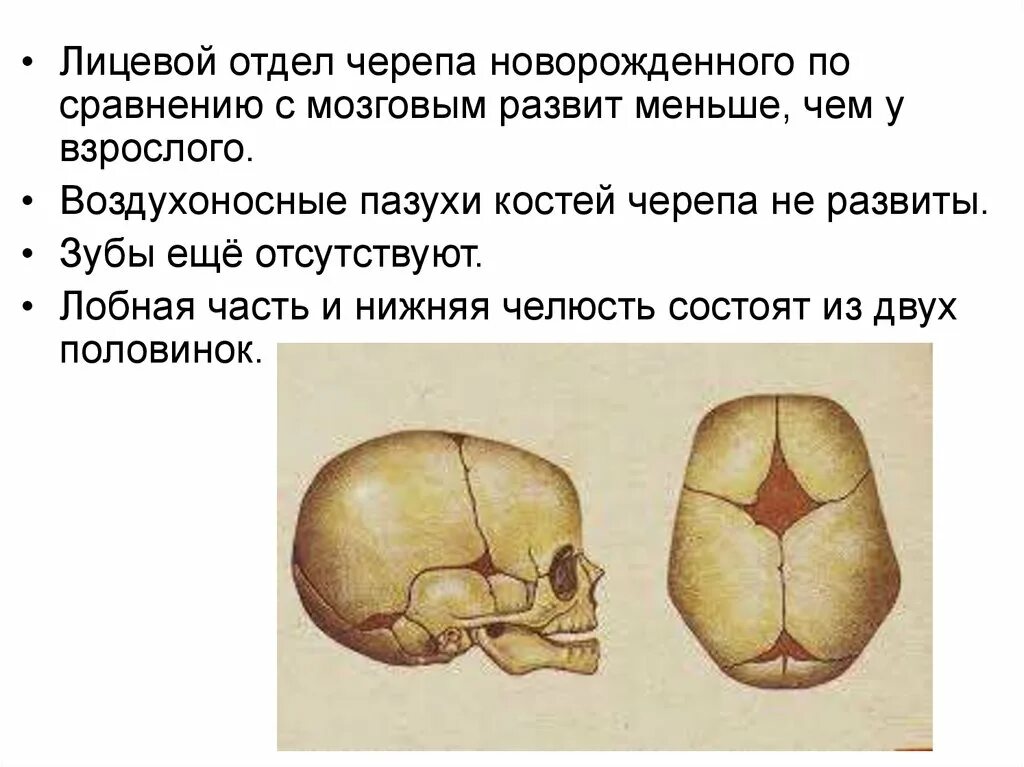 Мозговой отдел черепа кости соединение. Кости мозгового отдела черепа. Воздухоносная кость мозгового черепа:. Неподвижные кости черепа. Воздухоносные кости черепа.