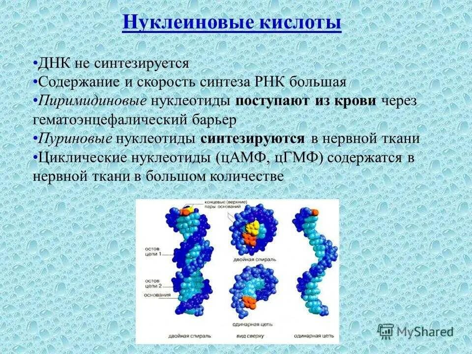 Нуклеиновые кислоты. Нуклеиновые кислоты ДНК. Нуклеиновые кислоты синтезируются.