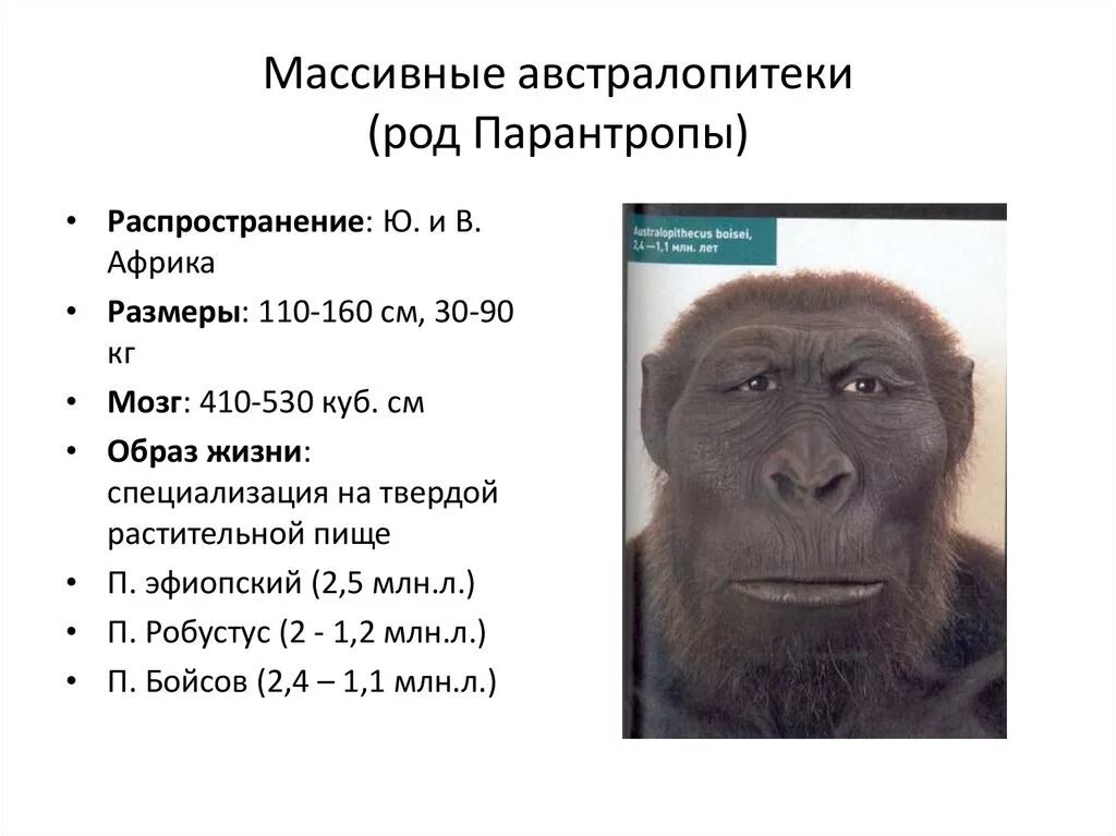 Гоминиды объем мозга. Австралопитек парантроп Бойса. Австралопитек Робустус. Парантроп Бойса характеристика.