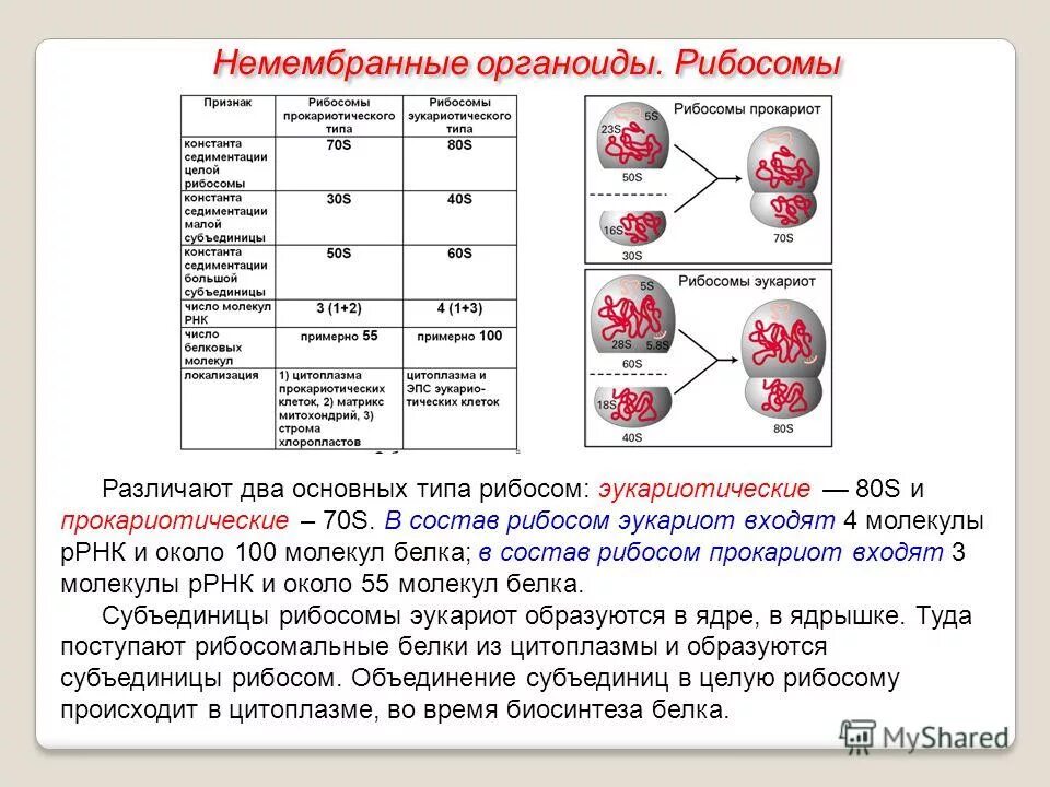 Органоиды белка. Органоиды белка