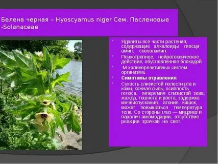 Белена формула