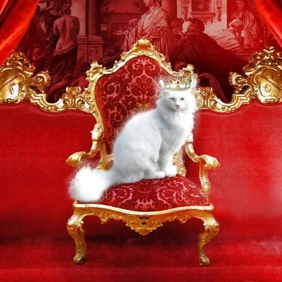 Про трон. Кошка на троне. царская кошка. кот в царской короне. королевский котик.