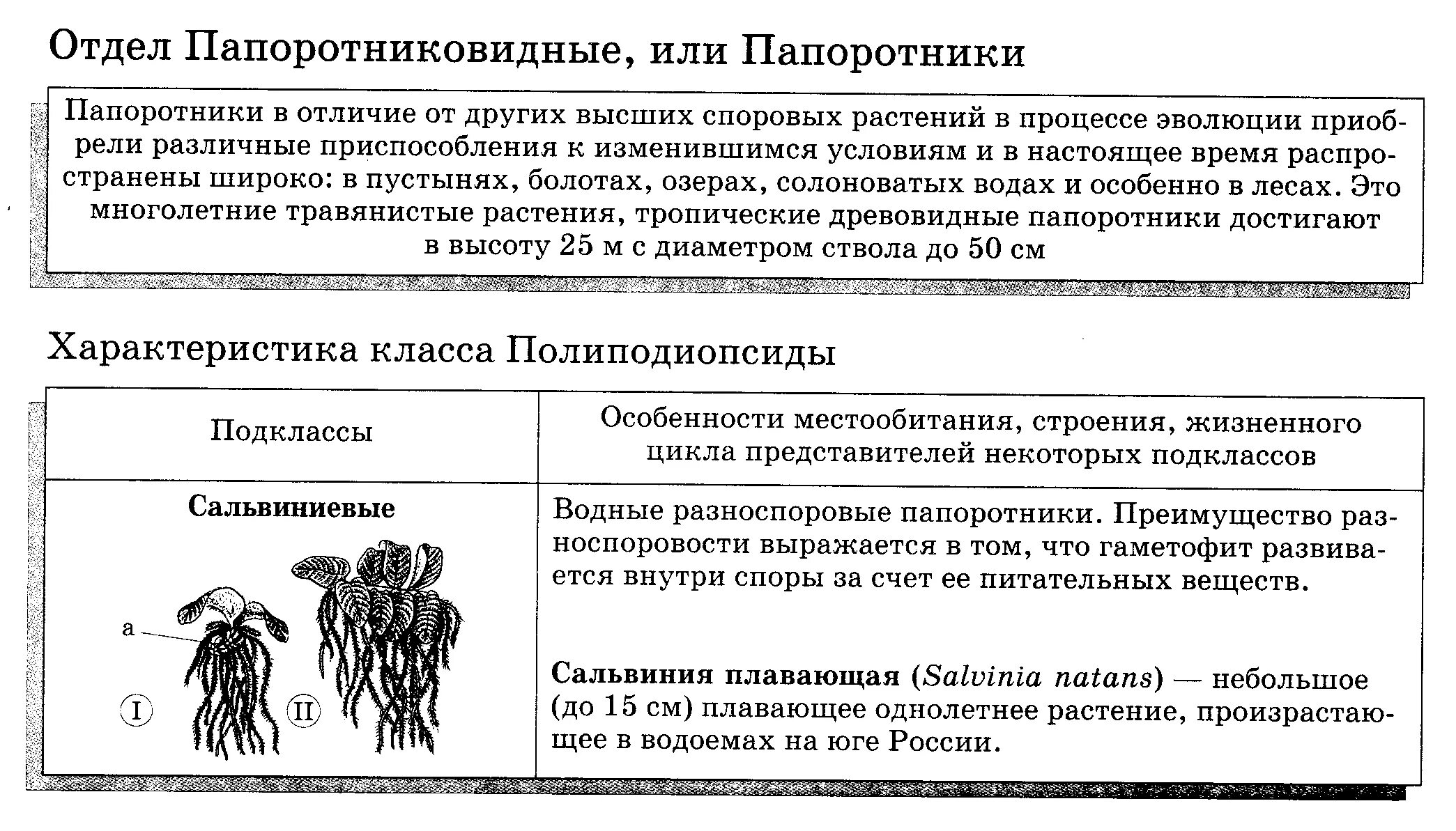 Особенности строения высших растений 6 класс. Особенности строения папоротника связанные со средой обитания. высшие споровые растения 5 класс биология. таблица 5 класс биология плауновидные папоротниковидные. сальвиниевые характеристика.