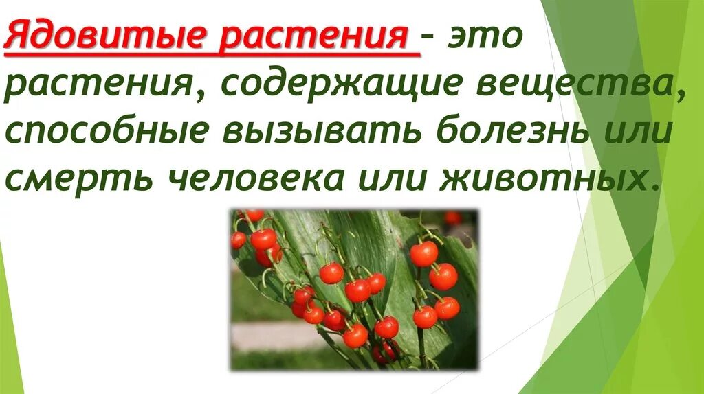 Растения вызывающие заболевания животных и людей. Ядовитые дикорастущие растения. ядовитые ядовитые дикорастущие растения. загадки про ядовитые растения. дикорастущее растения цветки ядовитые.