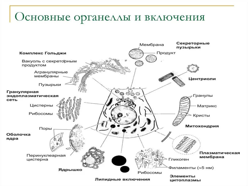 Схема основных органоидов клеток. Биологические функции отдельных органелл клетки.. Схема строения органоидов клетки. Строение органоида клеточные включения. Размер органоидов клетки