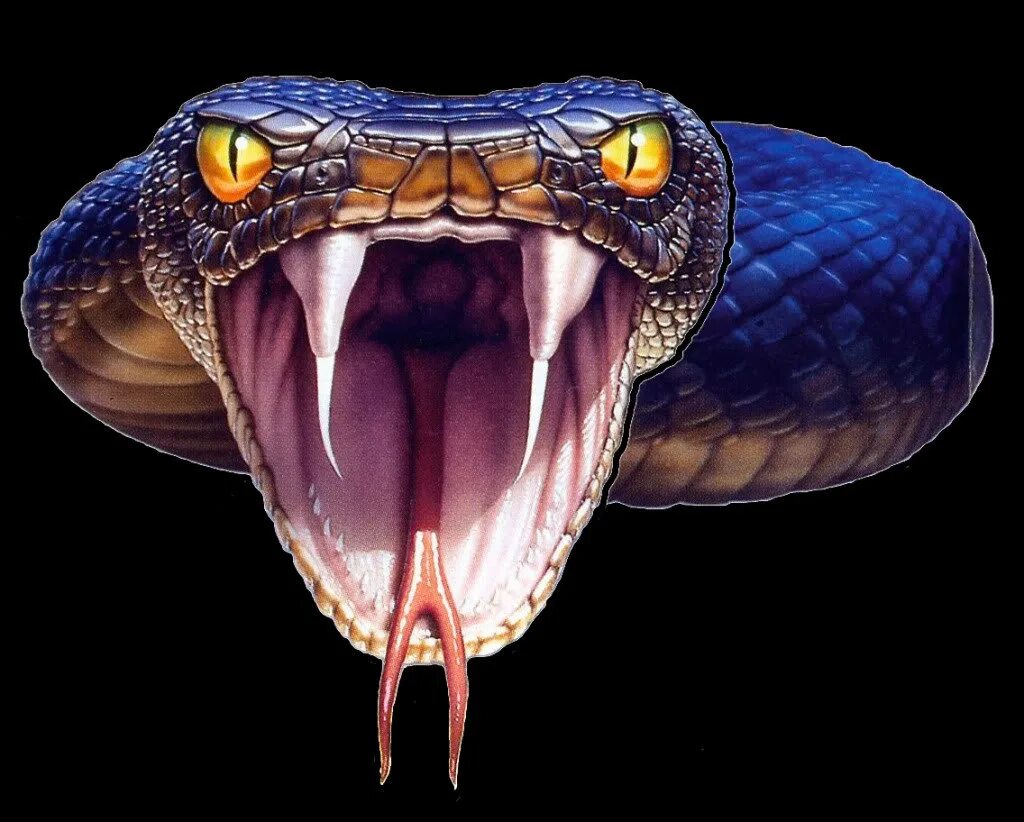 Очень злая змея. Голова змеи на черном фоне. Очень злая змея. Очень злая змея. Злая голова змеи.