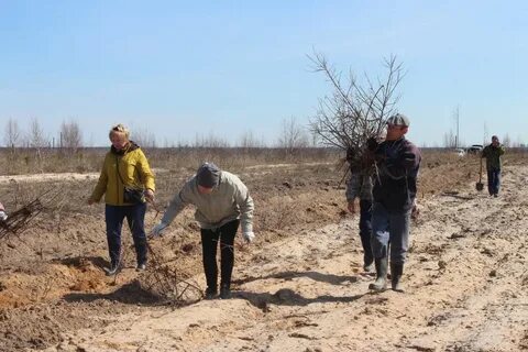 Ковровское лесничество