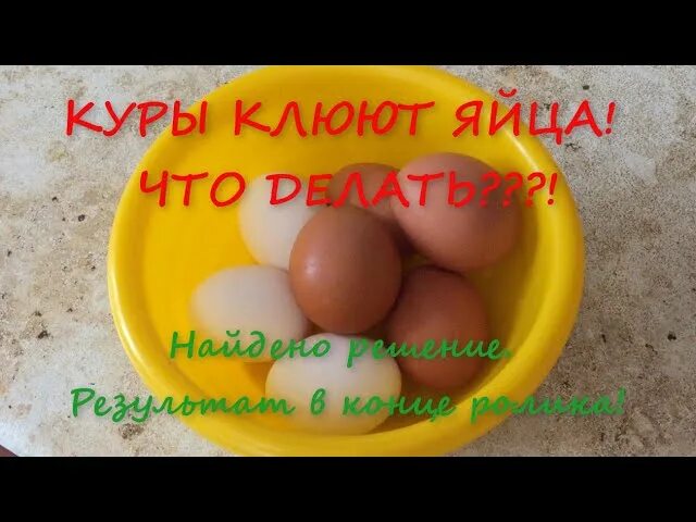 Как отучить кур клевать. Расклёв яиц курами. Куры клюют яйца. Курица клюет яйца. Чтобы куры не склевывали яйца.