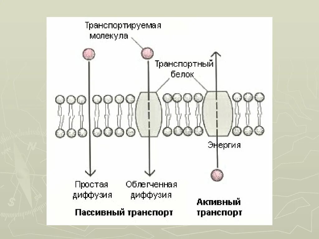 Транспорт молекул белка