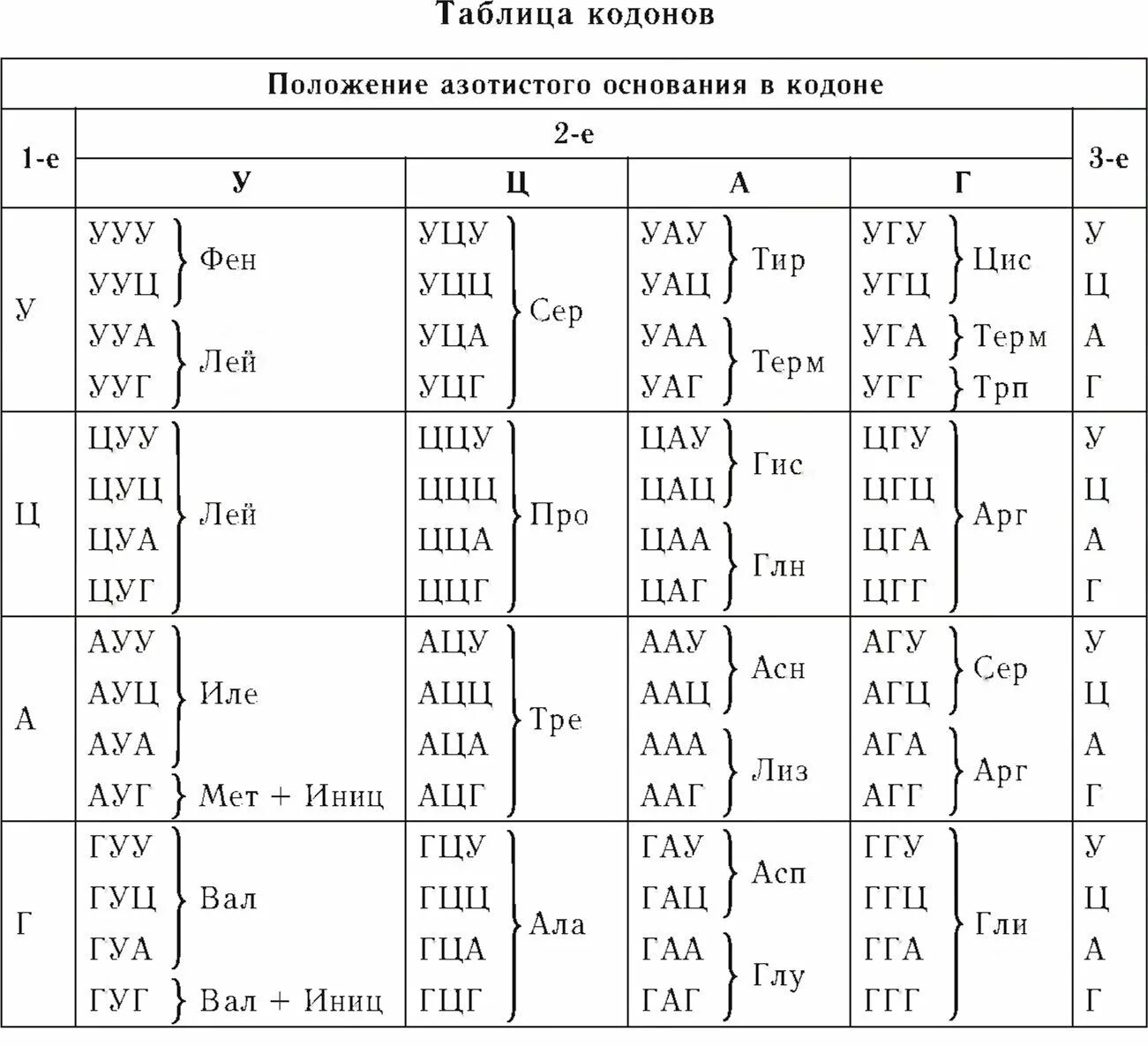 Какое число аминокислот закодировано. Таблица кодонов аминокислот. таблица кодонов аминокислот рнк. таблица кодонов днк. кодоны информационной рнк таблица.