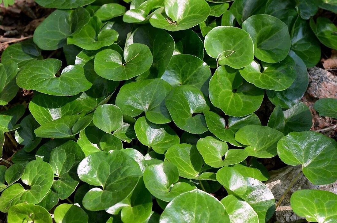 Копытень европейский. Копытень европейский asarum europaeum. Копытень европейский. Asarum europaeum l. Копытень европейский asarum europaeum.