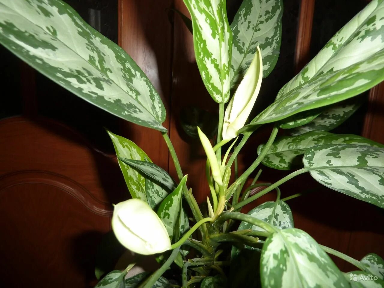 Аглаонема сильвер зацвела. Аглаонема цветение. Аглаонема ароидные. Аглаонема росток. Аглаонема цветет.