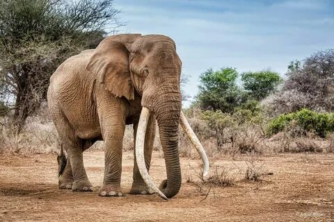 Animals And Pets, Bull Elephant, Elephant Walk, Elephant Lover, African For...