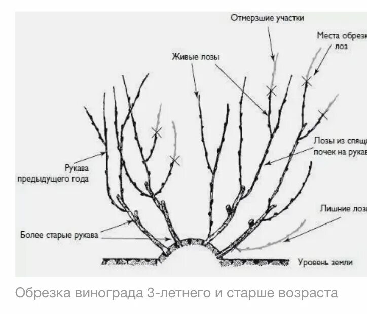 Схема подрезки винограда летом. Формировка куста винограда. Формировка лозы винограда. Формировка виноградных кустов. Нужно ли обрезать виноград