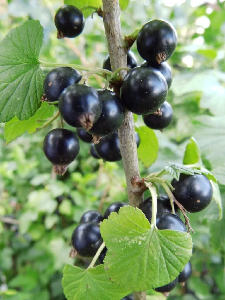 Черная смородина сластена. Смородина ribes nigrum. Смородина черная (ribes nigrum). Смородина чёрная (ríbes nígrum). Смородина черная Бен Сарек.