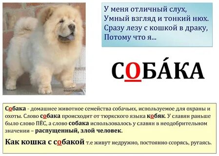 4 щенков словами