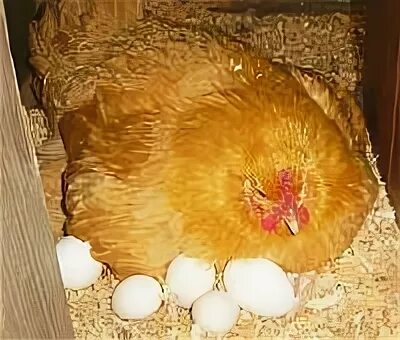 Как часто курица несет. Курица несет яйца фото. процесс несения яиц курицей. курица несет яйцо видео.
